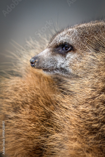 Meerkat close up profile with soft background and copy space