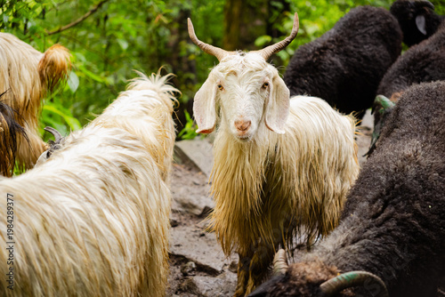 Canvas Print A herd of goats grazing near Madmaheshwar temple, Uttarakhand, India