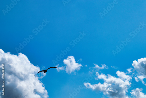 Solitary seagull flying high in deep blue sky with fluffy white clouds, concept of freedom and travel
