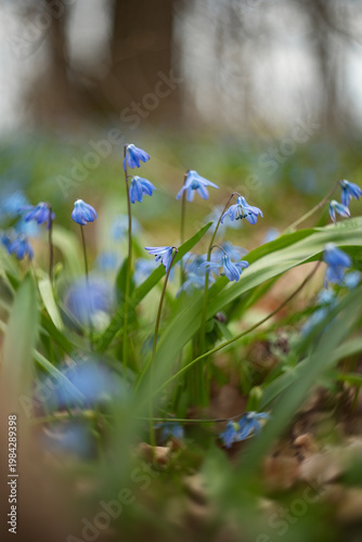 A photograph of the first spring flowers in the forest.