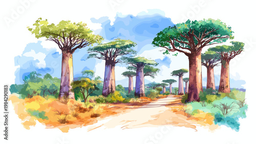 Avenue of the Baobabs. Avenue of the Baobabs hand drawn watercolor illustration on white background