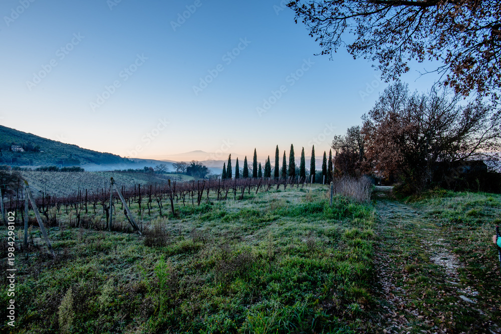 Fototapeta premium Vineyard and cypress trees along rural path in Italy