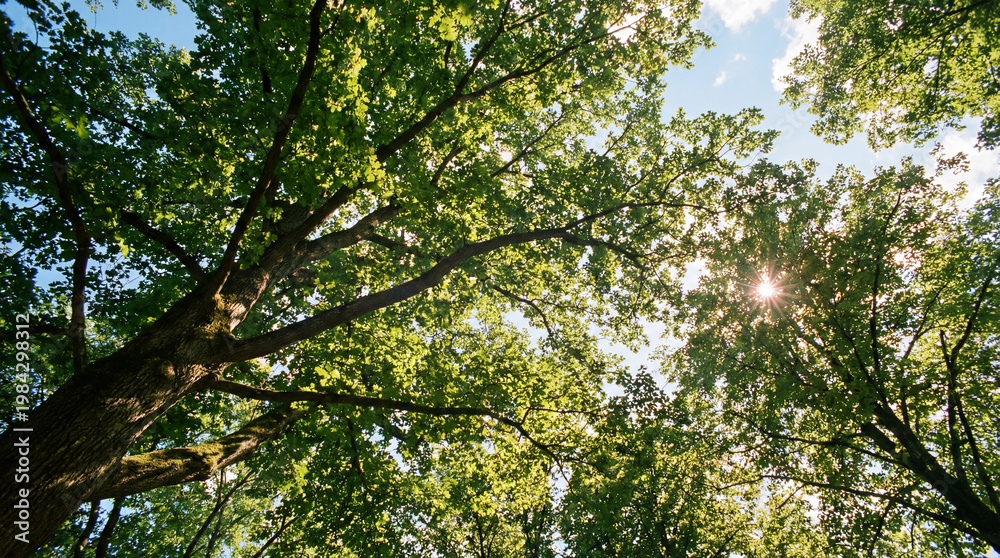 Fototapeta premium Sunlight filtering through lush green tree canopy in a forest