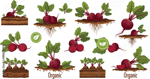 Fresh Organic Beetroot Plant with Roots Leaves and Wooden Crate Farm Garden Vector Illustration Collection SetFresh Organic Beetroot Plant with Roots Leaves and Wooden Crate Farm Garden 