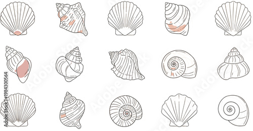 Hand Drawn Sea Shell Collection with Scallop Conch Spiral and Nautilus Outline Vector Illustration Set for Beach DesignHand Drawn Sea Shell Collection with Scallop Conch Spiral and Nautilus 