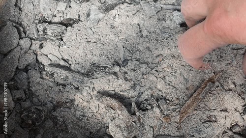 Ashes after an extinguished bonfire. A handful of ashes in his hand. Natural fertilizer for soil nutrition.