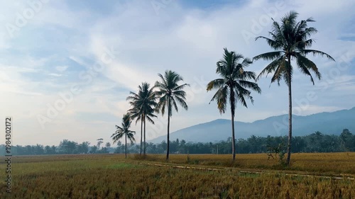 Beautiful Tropical Landscape with Mountain and Golden Rice Field