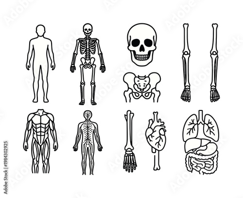 Human anatomy overview: full body silhouette, skeleton, skull, spine, rib cage, pelvis, arm bones, leg bones, muscle system, nervous system, circulatory system, organ