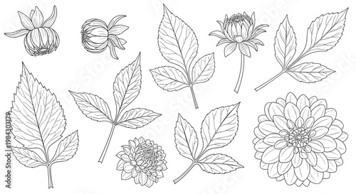 Detailed botanical line art illustrations of various leaves flowers and plant specimens for natural science and design projects.