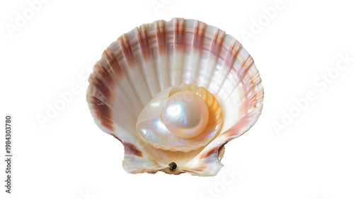 Scallop shell, spiral seashell, ocean shell, marine life