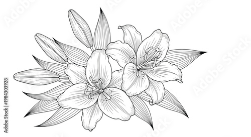 Elegant botanical line drawing featuring multiple detailed lily blossoms with delicate petals and lush foliage illustration.