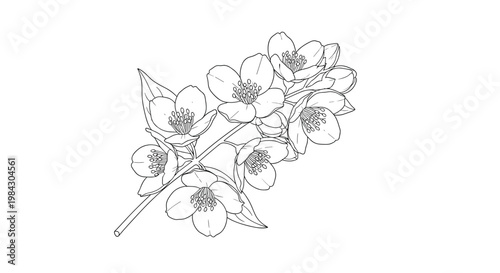 Detailed line drawing of a delicate bunch of spring flowers with stems for botanical illustration art.