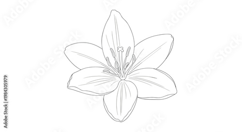 Detailed line art drawing outline of an elegant white lily flower on a plain background for botanical illustration purposes.
