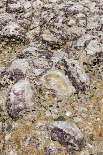 Tableau sur toile Natural Texture of Barnacles and Oyster Shells on Coastal Rocks