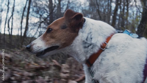 Jack Russell Terrier walking on a leash in the forest, side tracking shot. Active dog moving along a woodland path in natural light.