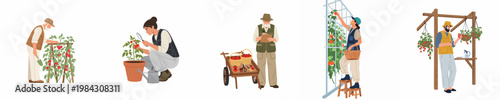 Set of flat illustrations showing people gardening and harvesting ripe tomatoes in various settings, from pots to greenhouses and outdoor gardens.