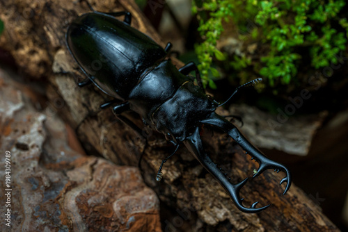 The stag beetle. Prosopocoilus giraffa, The giraffe stag beetle and is a member of the family Lucanidae in Thailand.