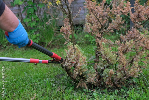Close-up of the process of pruning a garden shrub (juniper) with a powerful hand pruner.