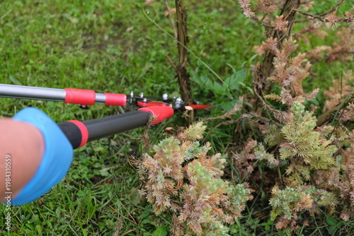 Close-up of the process of pruning a garden shrub (juniper) with a powerful hand pruner.