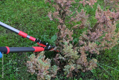 Close-up of the process of pruning a garden shrub (juniper) with a powerful hand pruner.