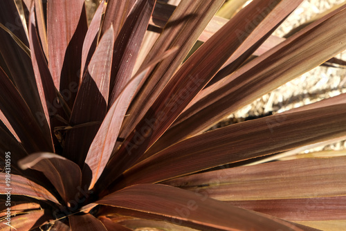 Red Cordyline with long pointed leaves growing in a landscaped garden bed with mulch and stone elements.