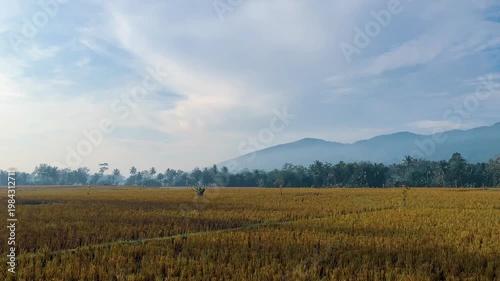 Beautiful Landscape with Mountain and Golden Rice Field