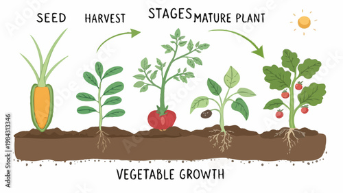 Vegetable growth stages set from seed to sprout plant and mature harvest illustrating gardening process