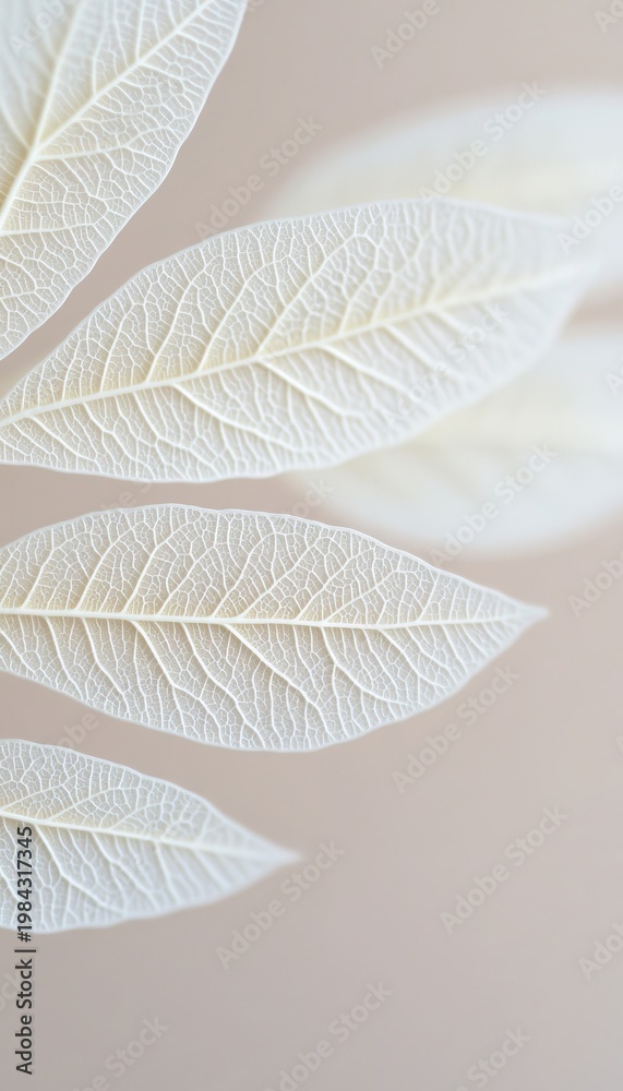 Obraz premium Translucent White Leaves with Delicate Veins on a Soft Background, Showcasing Botanical Elegance
