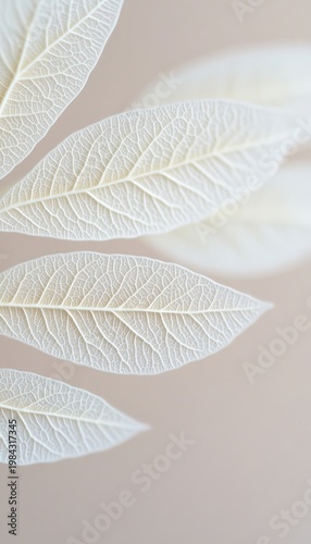 Translucent White Leaves with Delicate Veins on a Soft Background, Showcasing Botanical Elegance