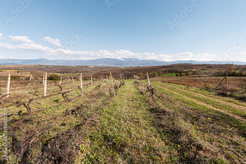 Prepared vineyards in spring in Kosovo. Rahovec