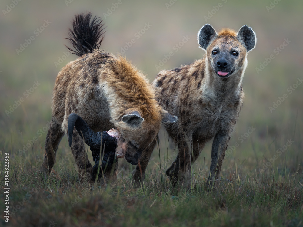 Fototapeta premium Hyena walking in Masai Mara