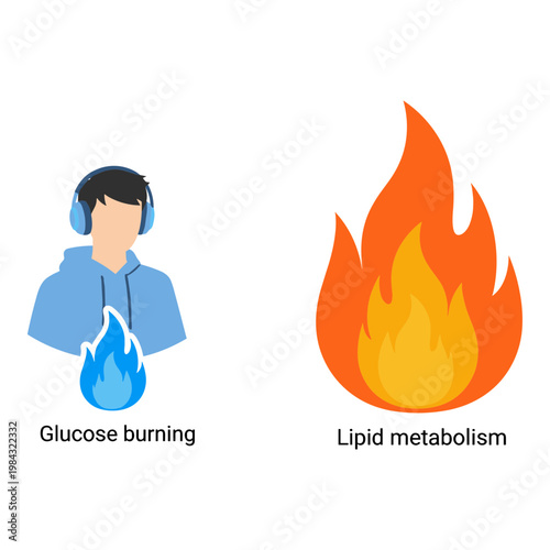 Comparison of glucose burning and lipid metabolism through visual representation Vector, illustration