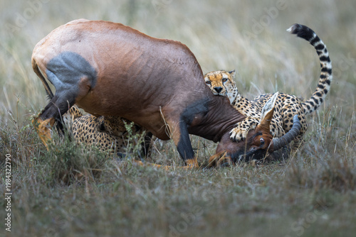 Obraz na płótnie Wildlife hunting in Masai Mara