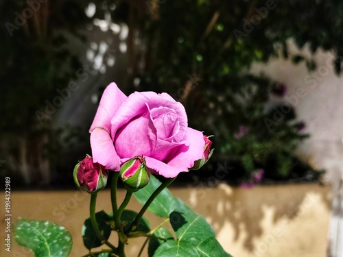 Photo of a beautiful pink Rosa hybrida in bloom with small buds and green foliage in a sunny garden.