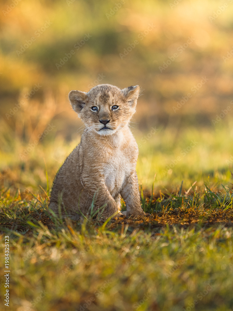Fototapeta premium young cup of lion in Masai Mara