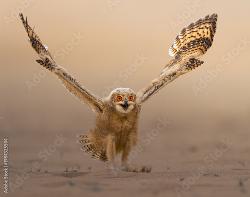 Beautiful Pharaoh eagle owl in desert of Kuwait
