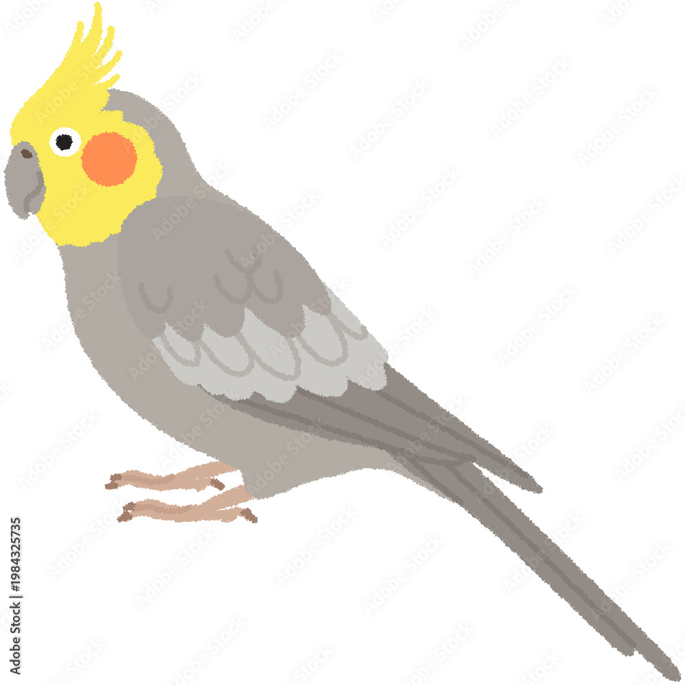 Fototapeta premium オカメインコのイラスト