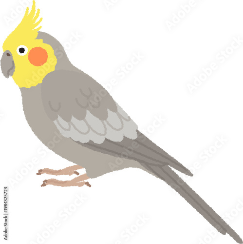 オカメインコのイラスト