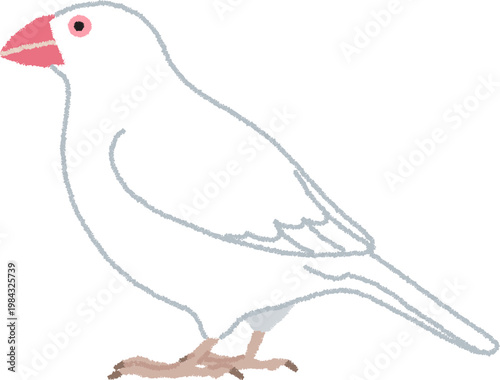 白文鳥（ハクブンチョウ）のイラスト