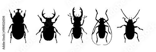 Beetle silhouettes set, vector illustration