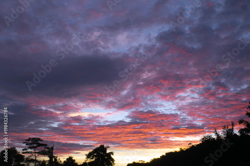 silhouette of a tree in the sunset