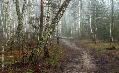 Morning fog enveloped the forest. The leafless birches stand out with their white bark. Walks in the forest. Hiking.