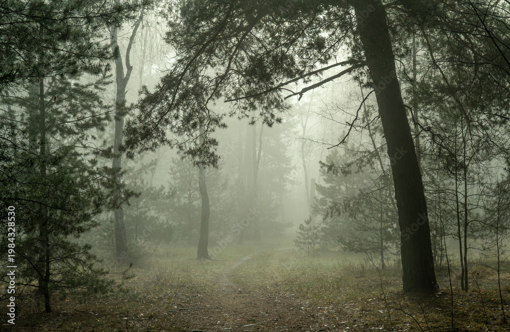 Fototapeta premium Morning fog enveloped the forest. Walks in the forest. Hiking.