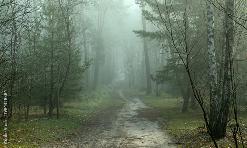 Morning fog enveloped the forest. Walks in the forest. Hiking.