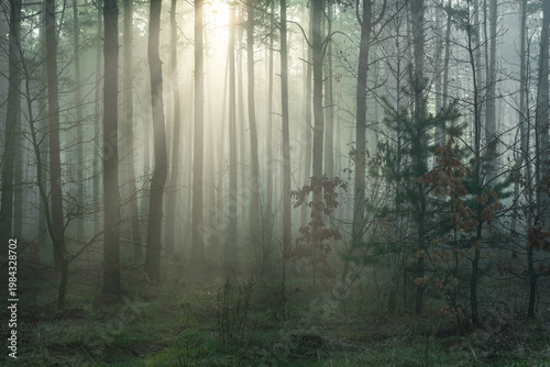 Morning fog enveloped the forest. Weak rays of sunlight struggle to penetrate the leaves and fog. Walking in the forest. Hiking.