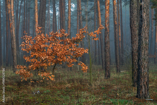 Morning fog enveloped the forest. The orange, dry oak leaves contrast beautifully against the gray haze. Forest walks. Hiking.