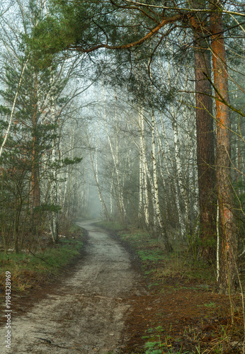 Morning fog enveloped the forest. Walks in the forest. Hiking.