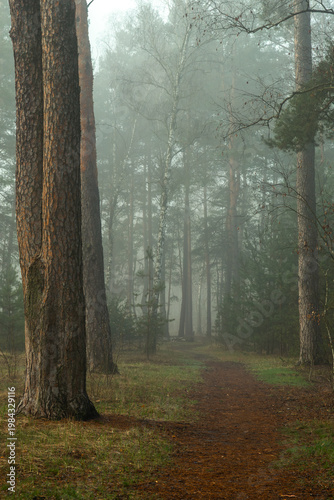 Morning fog enveloped the forest. Walks in the forest. Hiking.