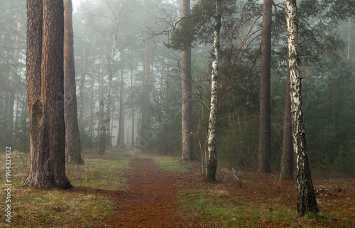 Morning fog enveloped the forest. Walks in the forest. Hiking.