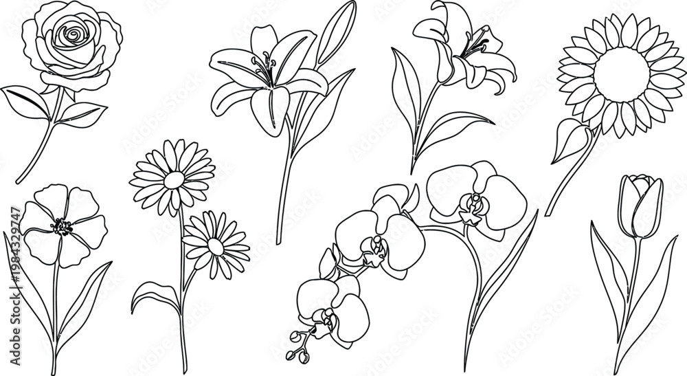 Fototapeta premium Collection of different flower line drawings roses lilies orchids sunflowers tulips with line art